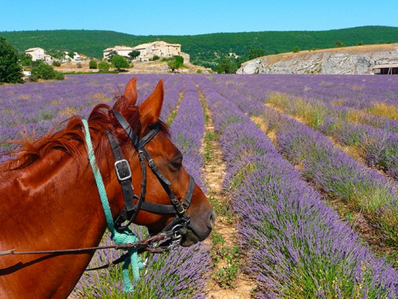 Balade à cheval